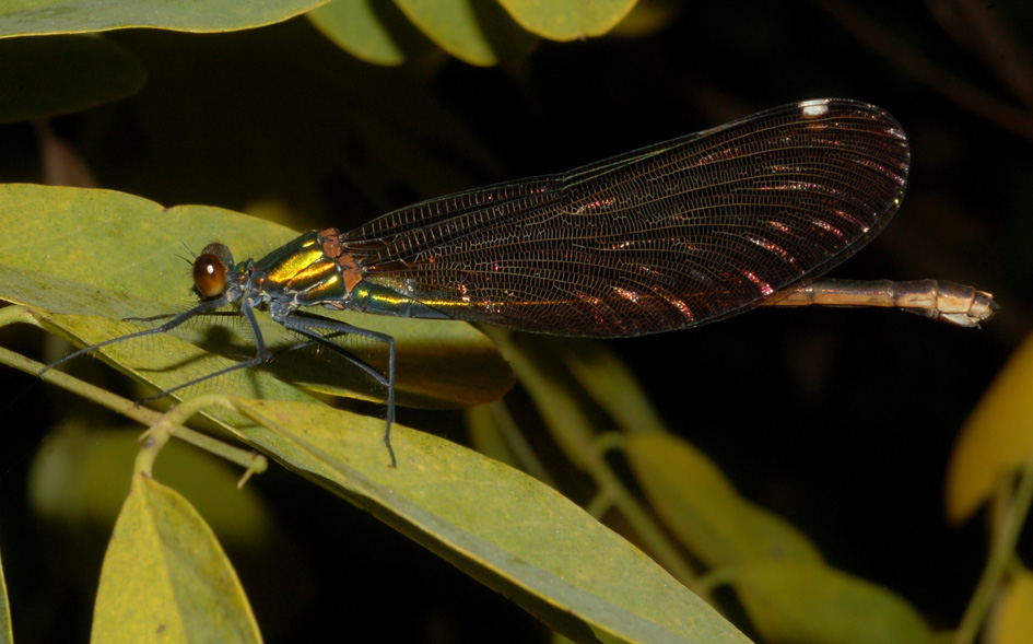 avvistamento del 21-11-09: calopteryx virgo